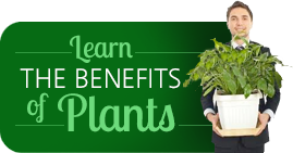 Learn about the benefits and importance of plants.